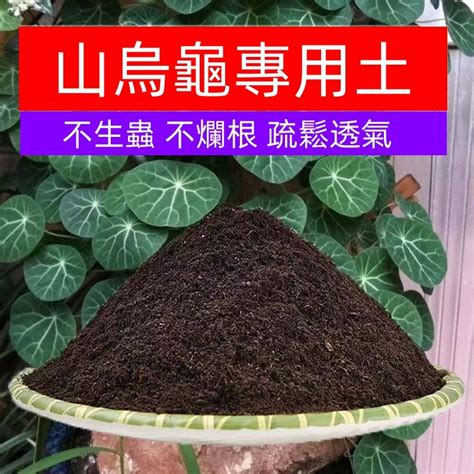 土烏龜|如何成功種植山烏龜：從新手到高手的全方位指南 – 植物盆栽綠寶典